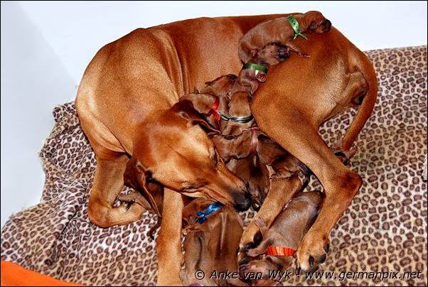 I-litter - first pictures