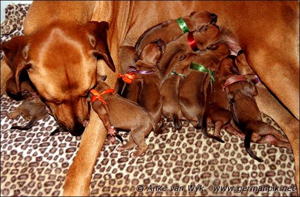 I-litter - first pictures