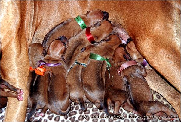 I-litter - first pictures