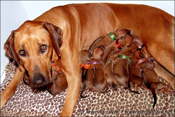 I-litter - first pictures