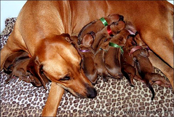 I-litter - first pictures