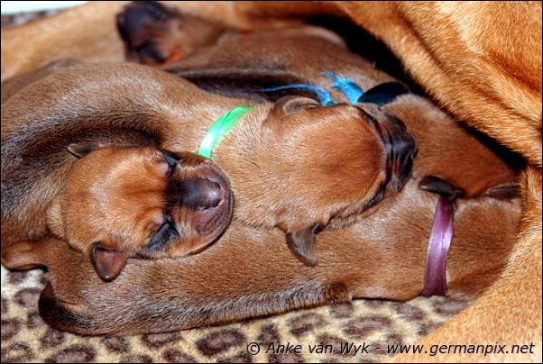 I-litter - first pictures