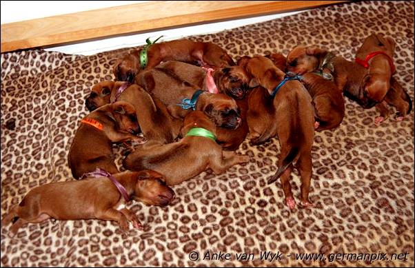 I-litter - first pictures