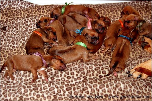 I-litter - first pictures