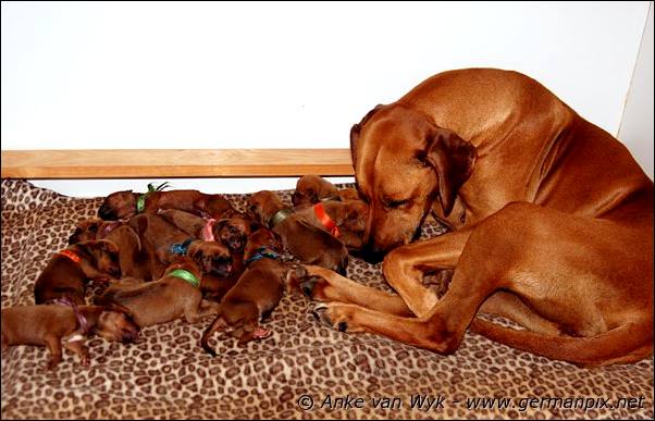 I-litter - first pictures