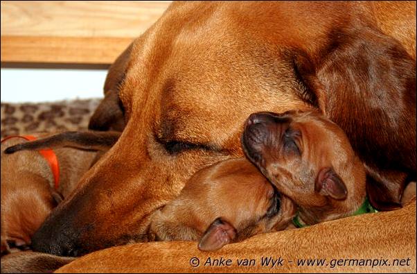 I-litter - first pictures