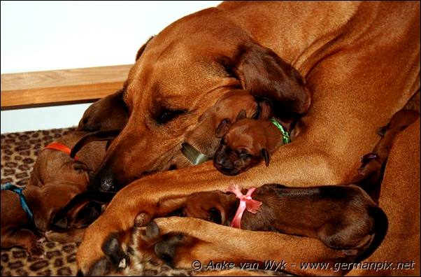 I-litter - first pictures