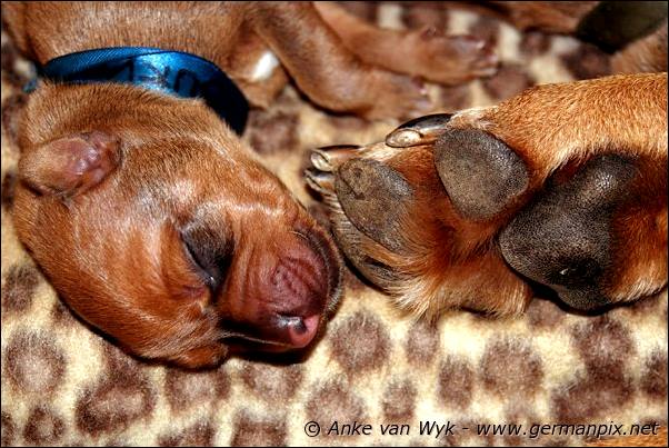 I-litter - first pictures