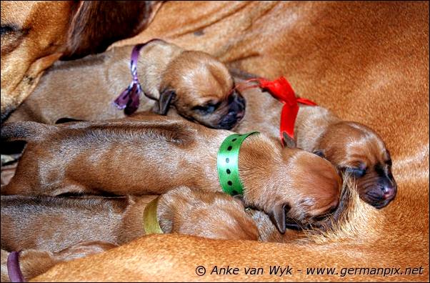 I-litter - first pictures