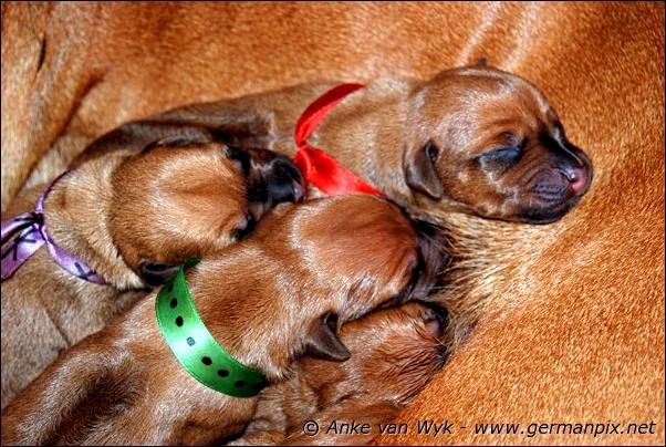 I-litter - first pictures