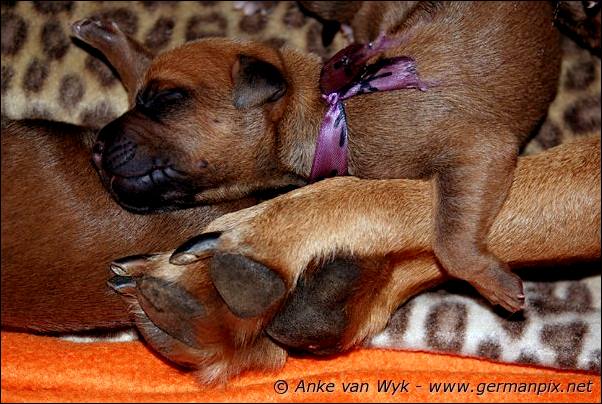 I-litter - first pictures