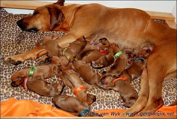 I-litter - first pictures