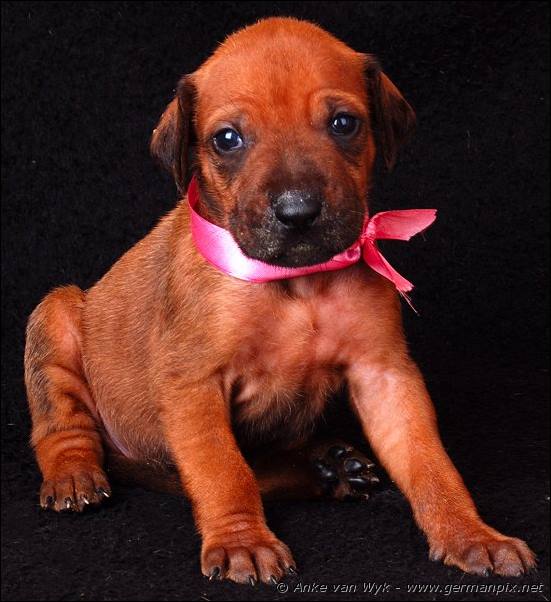 I-litter - 23 days old