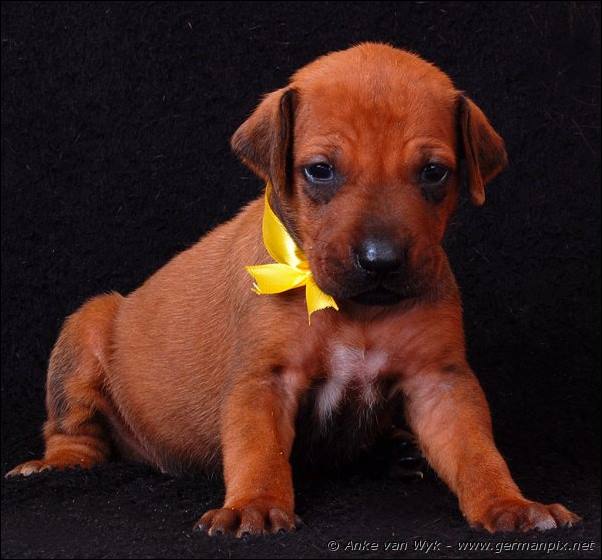 I-litter - 23 days old