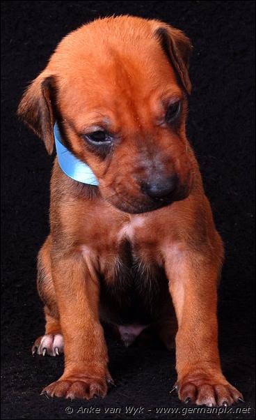 I-litter - 23 days old