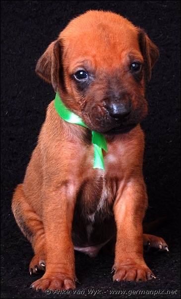 I-litter - 23 days old