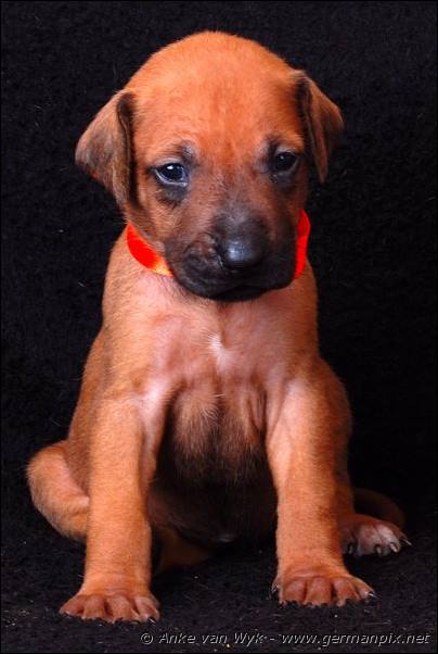 I-litter - 23 days old