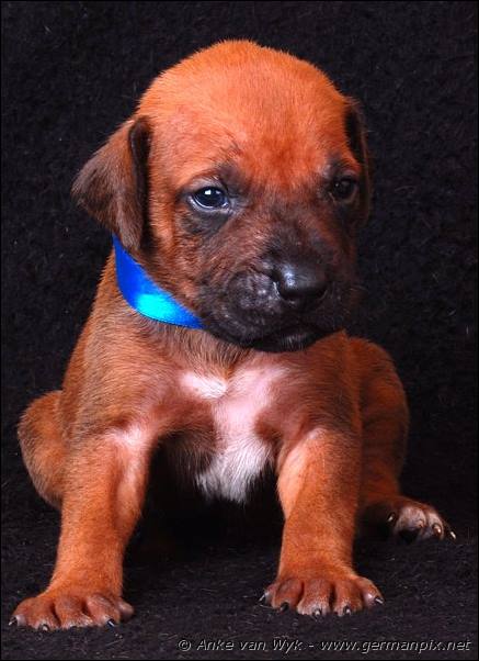 I-litter - 23 days old