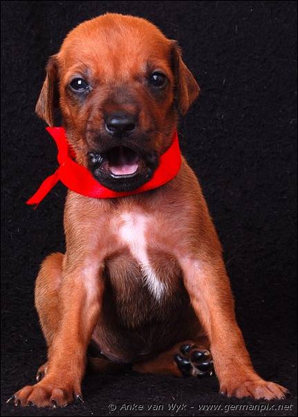 I-litter - 23 days old