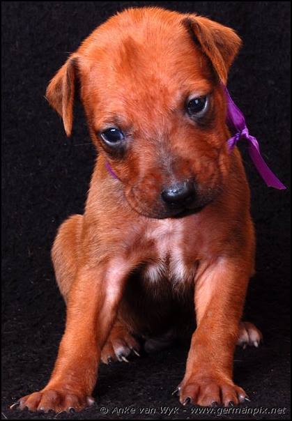 I-litter - 23 days old