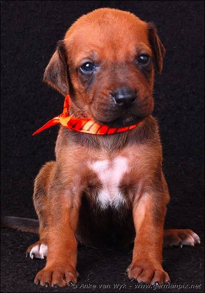 I-litter - 23 days old