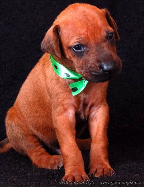 I-litter - 23 days old