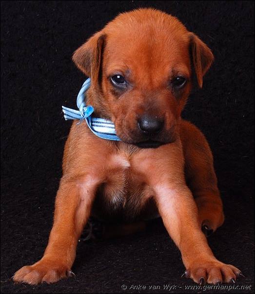 I-litter - 23 days old