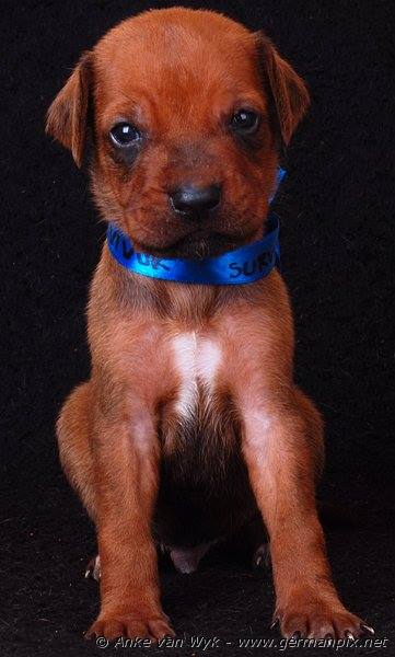 I-litter - 23 days old