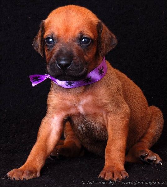 I-litter - 23 days old