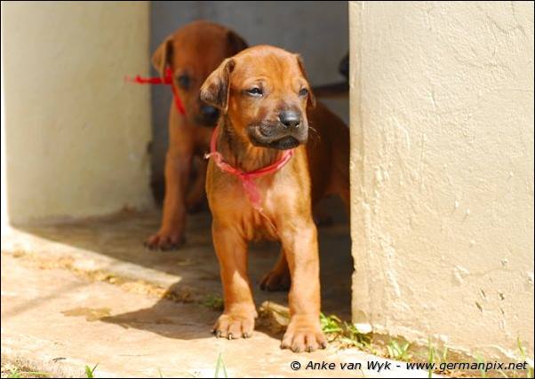 I-litter - 26 days old