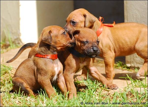 I-litter - 26 days old