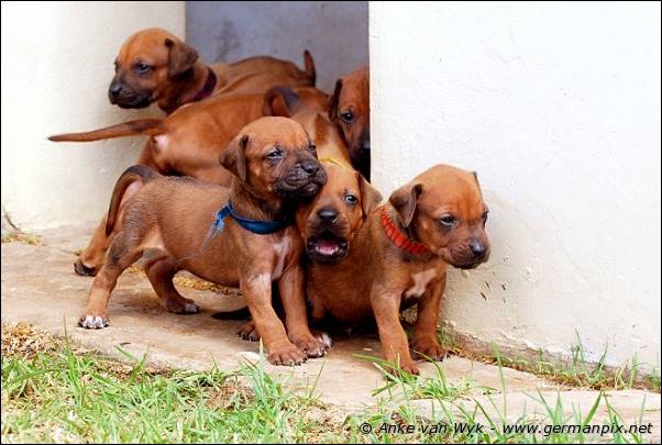 I-litter - 26 days old