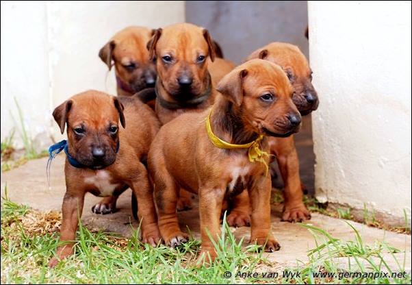 I-litter - 26 days old