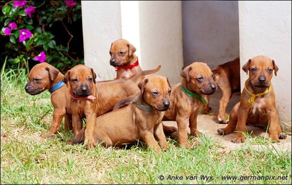 I-litter - 26 days old