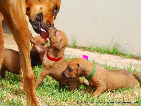 I-litter - 26 days old