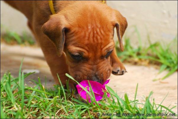 I-litter - 26 days old