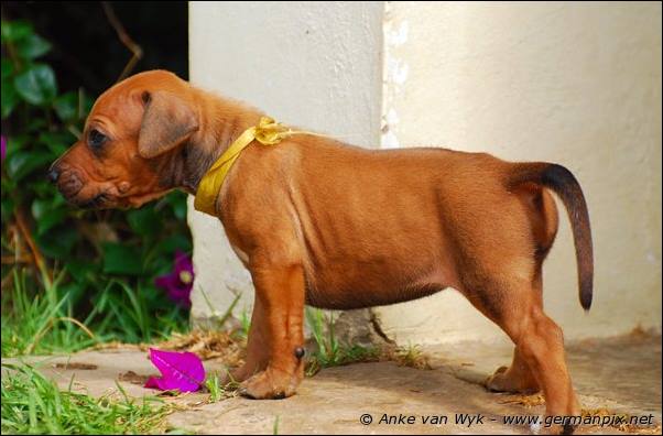 I-litter - 26 days old