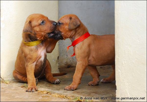 I-litter - 26 days old