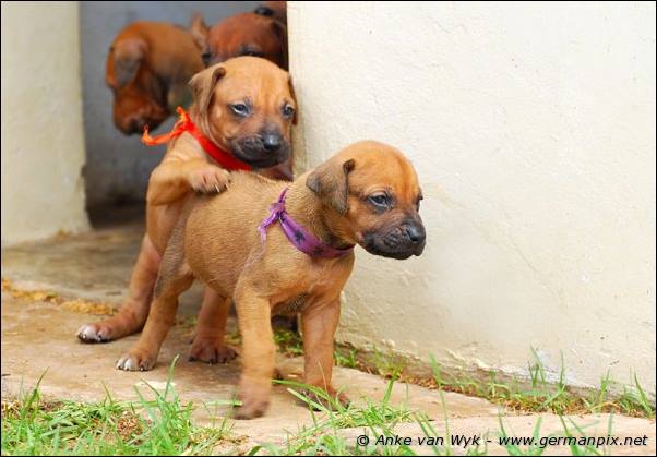 I-litter - 26 days old