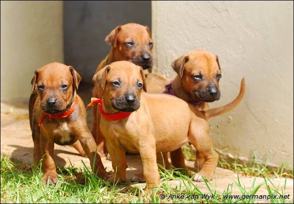 I-litter - 26 days old