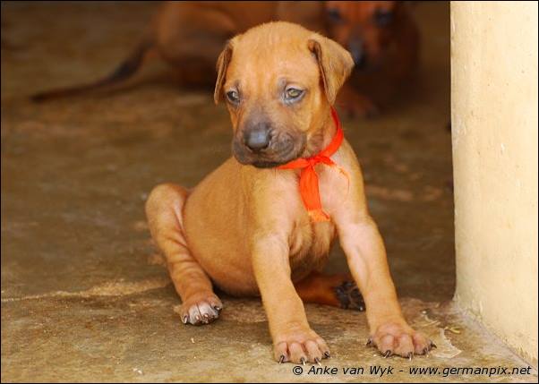 I-litter - 26 days old