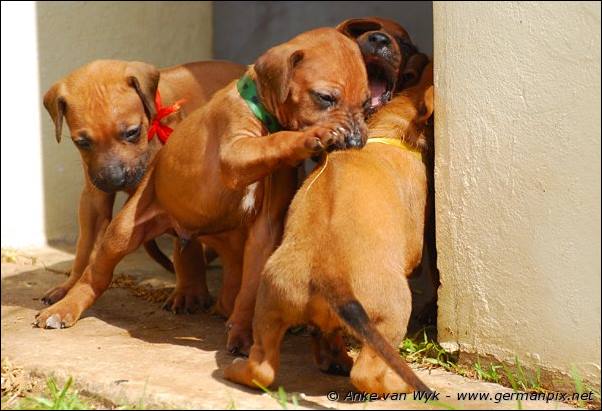 I-litter - 26 days old