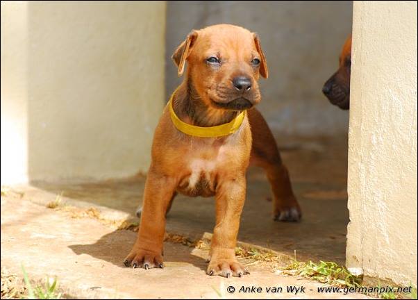 I-litter - 26 days old