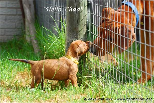 I-litter - 26 days old