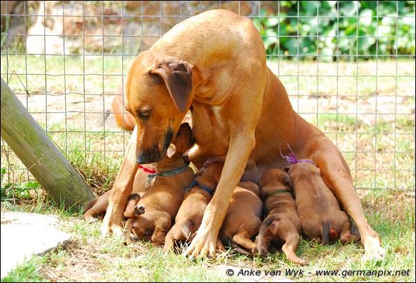 I-litter - 26 days old