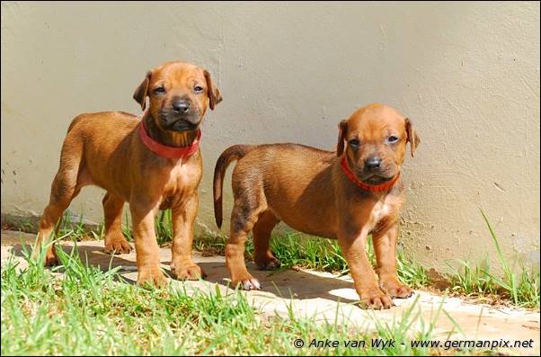 I-litter - 26 days old