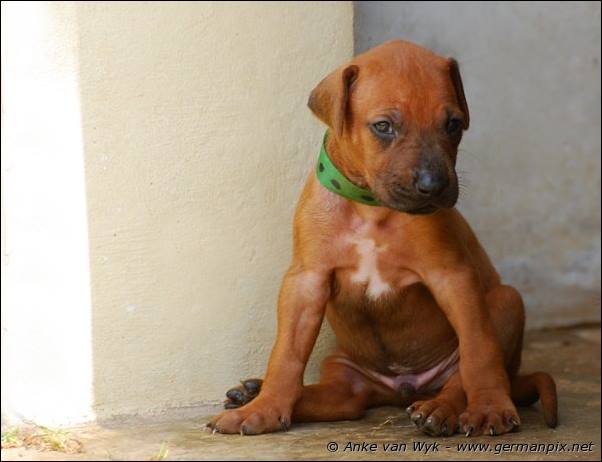 I-litter - 26 days old