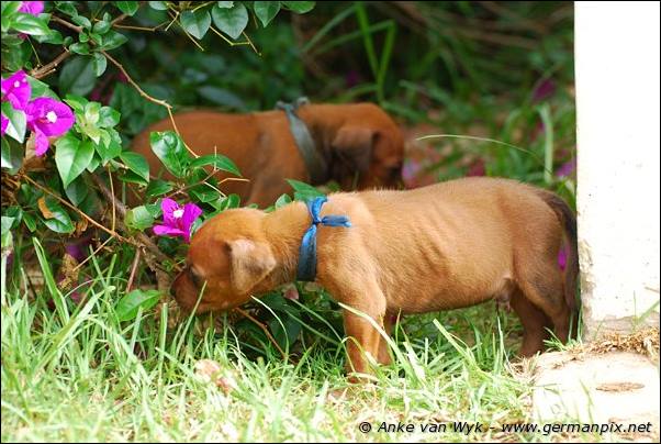 I-litter - 26 days old