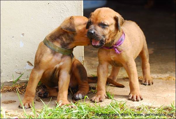 I-litter - 26 days old