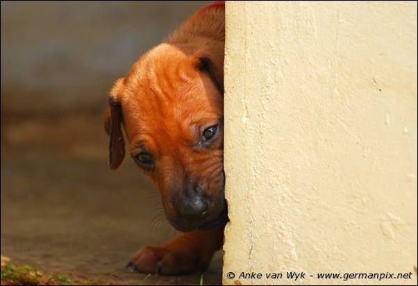 I-litter - 26 days old